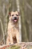 BORDER TERRIER 006